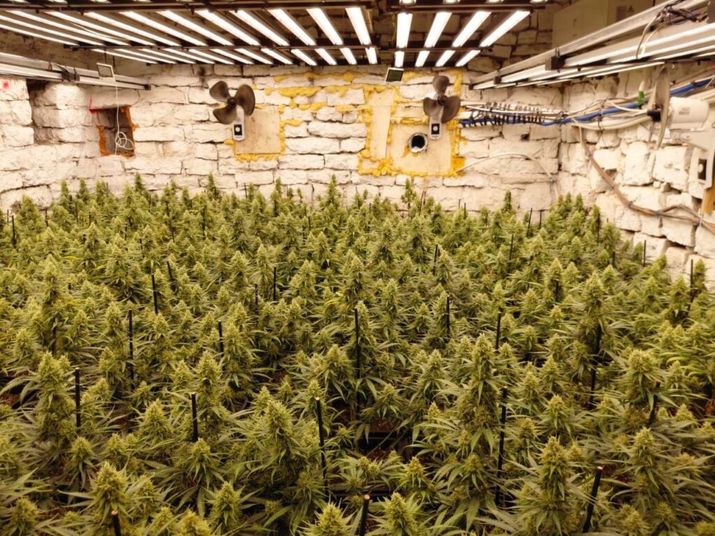 Dos detinguts per cultivar marihuana en una masia de La Llacuna