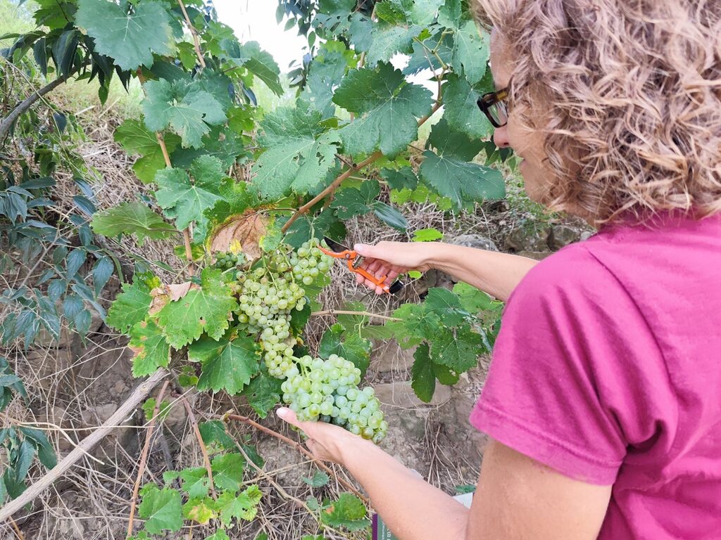 Jornada tècnica sobre la recuperació de la vinya a l’Alta Segarra